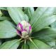 Rododendron fioletowy, Rhododendron wielkokwiatowy - Catawbiense Grandiflorum - sadzonka
