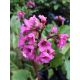 Bergenia - Rotblum - sadzonka