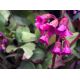 Bergenia - Rotblum - sadzonka