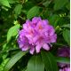 Rododendron fioletowy, Rhododendron wielkokwiatowy - Catawbiense Grandiflorum - sadzonka