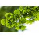 Miłorząb japoński - Ginkgo biloba - sadzonka