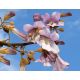 Paulownia omszona - sadzonka