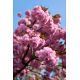 Wiśnia japońska 'Shimidsu Sakura' - duża sadzonka