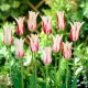 Tulipan Marilyn - opak. 5 szt.