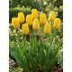Tulipan żółty - Yellow - duża paczka! - 50 szt.