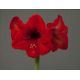Hipeastrum - Amarylis - Red Lion