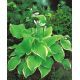 Funkia - Hosta Lakeside Cha Cha - sadzonka w doniczce