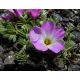 Szczawik chilijski - Oxalis Adenophylla - 5 szt.