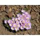 Szczawik chilijski - Oxalis Adenophylla - 5 szt.