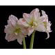 Hipeastrum - Amarylis - Aphrodite