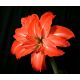 Hipeastrum - Amarylis - Lady Jane