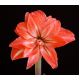Hipeastrum - Amarylis - Lady Jane