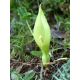 Obrazek włoski - Arum italicum - 5 szt.