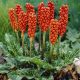 Obrazek włoski - Arum italicum - 5 szt.
