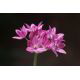 Czosnek kazachstański - Allium oreophilum - 20 szt.
