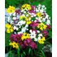 Czosnek mieszanka - Allium mix - 20 szt.