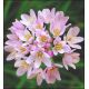 Czosnek różowy - Allium roseum - 20 szt.