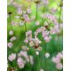 Czosnek różowy - Allium roseum - 20 szt.