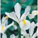Irys holenderski - White Excelsior - 10 szt.