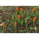 Obrazek włoski - Arum italicum - 5 szt.
