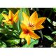 Tulipan botaniczny - niski - mix kolorów - 5 szt.