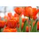 Tulipan pomarańczowy - Orange - duża paczka! - 50 szt.