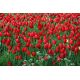 Tulipan czerwony - Red - 5 szt.