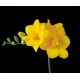 Frezja pełna żółta - Yellow - 10 szt.