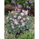 Szczawik chilijski - Oxalis Adenophylla - 5 szt.