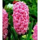 Hiacynt Pink Pearl - op. 3 szt.