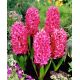 Hiacynt Pink Pearl - op. 3 szt.