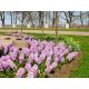 Hiacynt Splendid Cornelia - op. 3 szt.