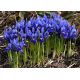 Irys żyłkowany - Iris reticulata - opak. 10 szt.