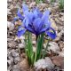 Irys żyłkowany - Iris reticulata - opak. 10 szt.