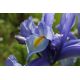 Irys holenderski - Saphire Beauty - 10 szt.