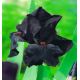 Kosaciec, Irys - Czarny - Black Night
