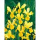 Irys holenderski - Golden Harvest - 10 szt.