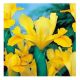 Irys holenderski - Golden Harvest - 10 szt.