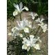 Irys holenderski - White Excelsior - 10 szt.