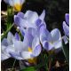 Krokus Blue Pearl - 10 szt.