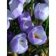 Krokus Blue Pearl - 10 szt.