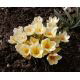 Krokus Cream Beauty - op. 10 szt.