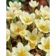 Krokus Cream Beauty - op. 10 szt.