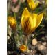 Krokus Fuscotinctus - 10 szt.