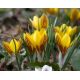 Krokus Fuscotinctus - 10 szt.