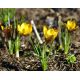 Krokus Gipsy Girl - 10 szt.