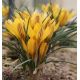 Krokus Gipsy Girl - 10 szt.