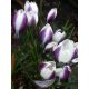 Krokus Lady Killer - 10 szt.