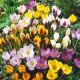 Krokus wielkokwiatowy mix - opak. 10 szt.