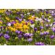 Krokus wielkokwiatowy mix - opak. 10 szt.